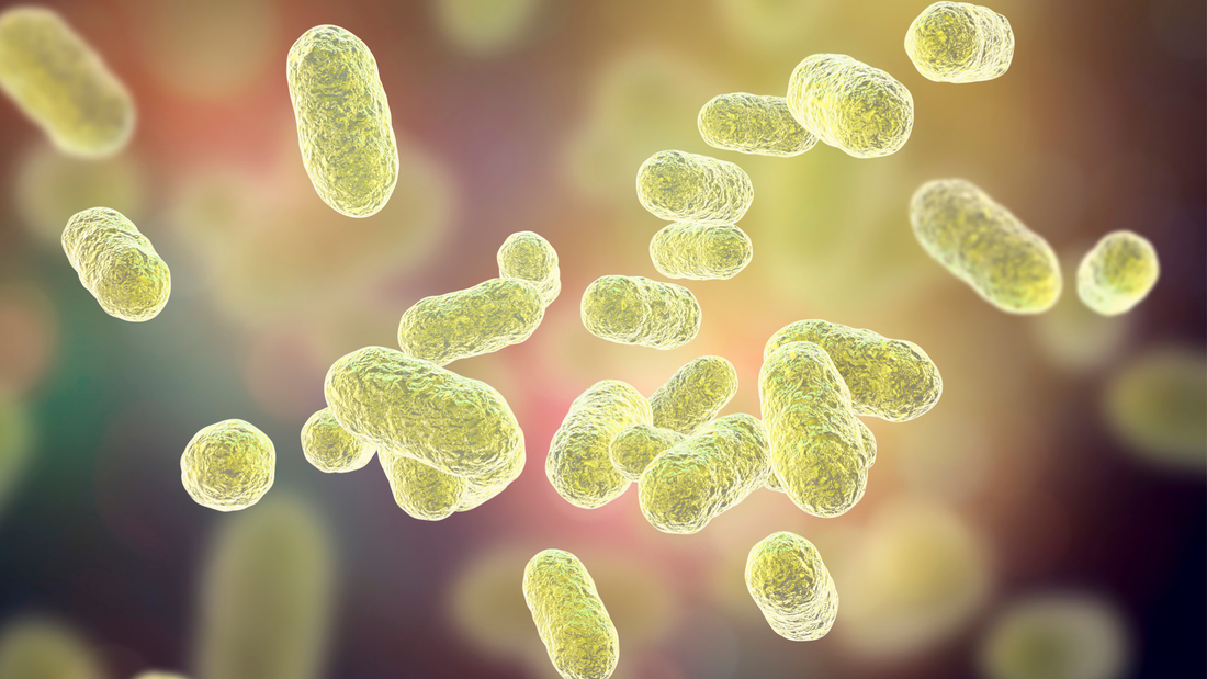 La microbiota: qué es y por qué influye en tu bienestar