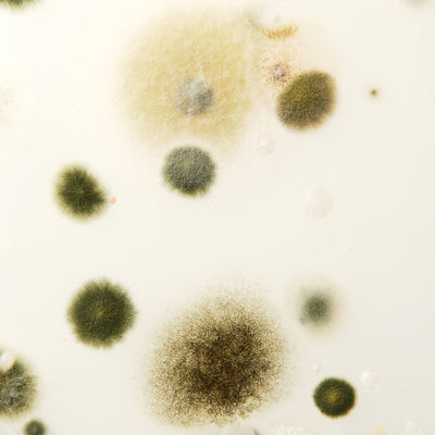 SYNBIO® · Inmunidad