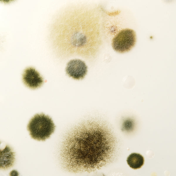 SYNBIO® · Inmunidad