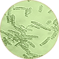 Microbiota reguladora