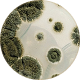 SYNBIO® reequilibra la microbiota a 4-6 semanas